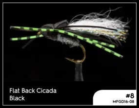 Manic Flat Back Cicada - #6